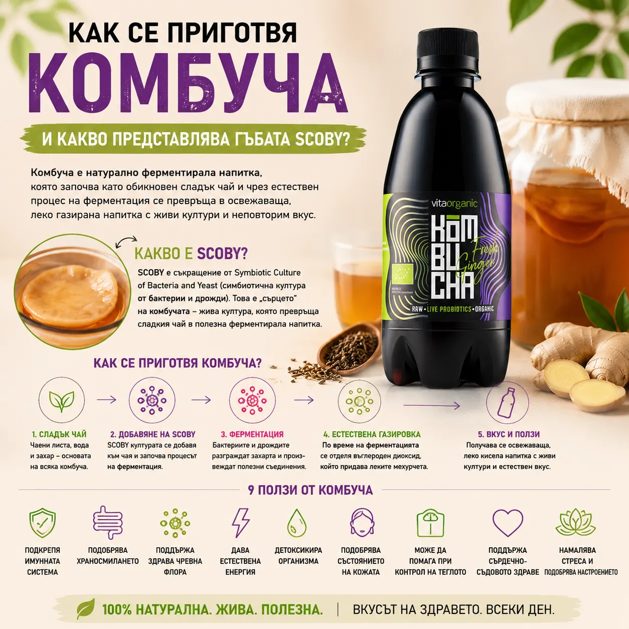 Комбуча-Scoby