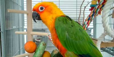 Храна за големи папагали