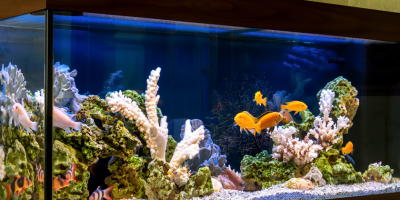 Акваристика