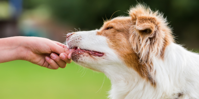 Противопаразитна грижа
