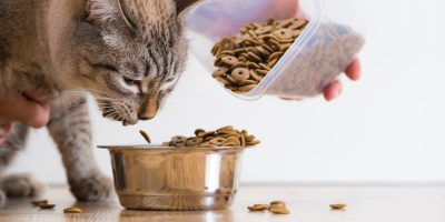 Храна за котки