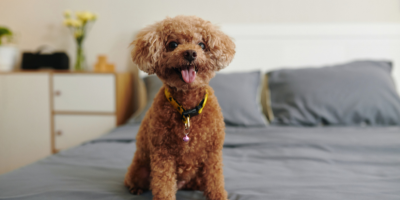 Наморници за куче | ЗооБанда