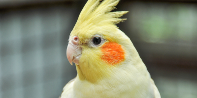 Храна за средни папагали