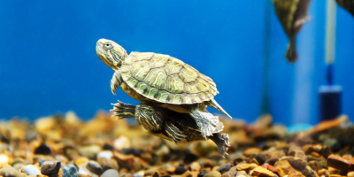 Оборудване за влечуги