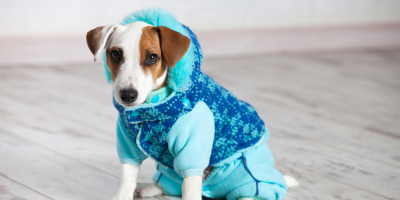 Дрехи за куче | ЗооБанда