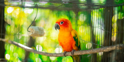 Хранилки и поилки за птици