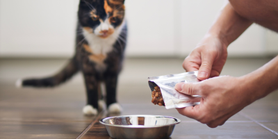 Паучове за котки