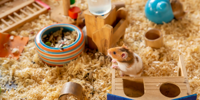 Аксесоари за гризачи