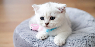 Легла и хралупи