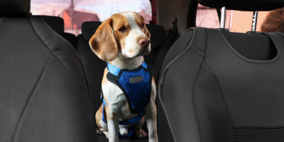 Транспорт за кучета | ЗооБанда