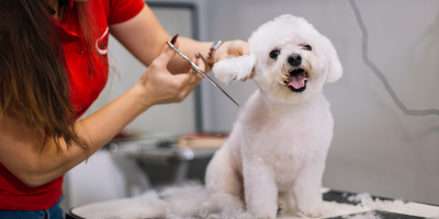 Подстригване и груминг