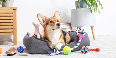 Аксесоари за кучета