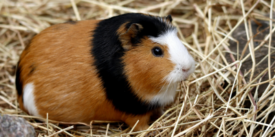 Храна за морски свинчета