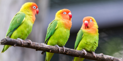 Противопаразитна грижа за гризачи