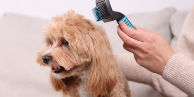 Четки за кучета | ЗооБанда