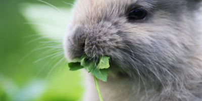 Храна за зайци