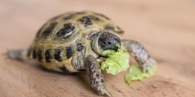 Храна за влечуги