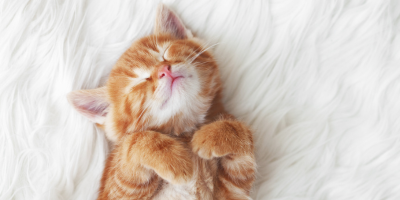 Очи и уши - грижа за котки