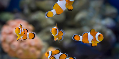 Храна за риби