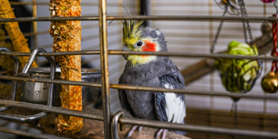 Козметика за птици