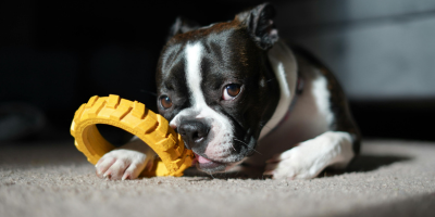 Играчки за куче | ЗооБанда