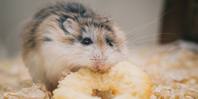 Хранилки за гризачи