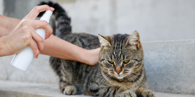 Противопаразитна грижа за котки