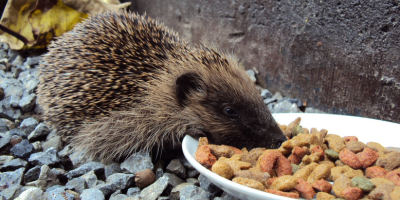Лакомства за гризачи