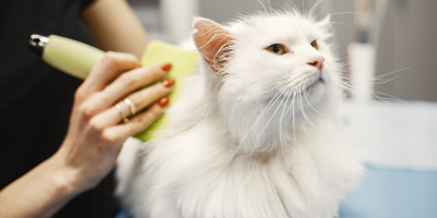 Подстригване и груминг за котки