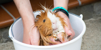 Козметика за гризачи