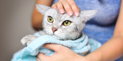 Козметика за котки