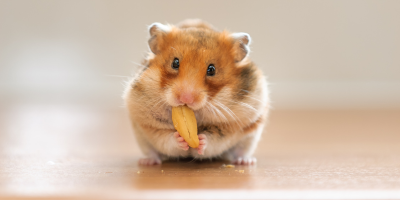 Храна за хамстери