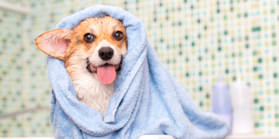 Козметика за кучета