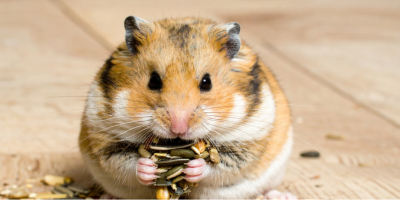 Храна за гризачи