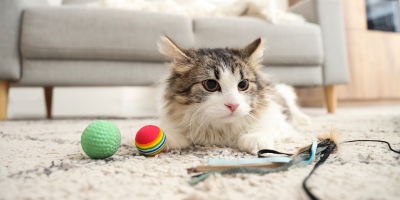 Аксесоари за котки