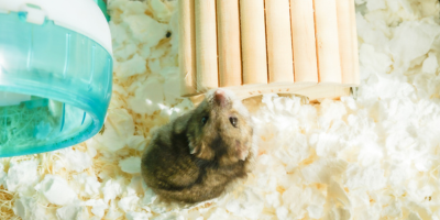 Оборудване на клетки за гризачи