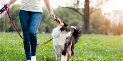 Поводи за кучета