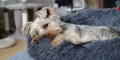 Легла за кучета