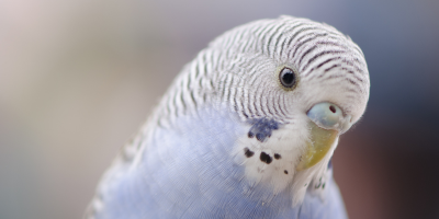 Храна за вълнисти папагали