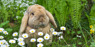 Витамини и хранителни добавки за гризачи