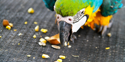 Храна за птици