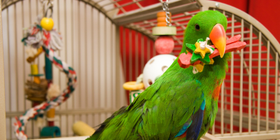 Оборудване на клетки за птици