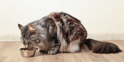 Консервирана храна за котки