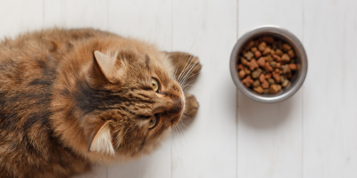 Суха храна за котки