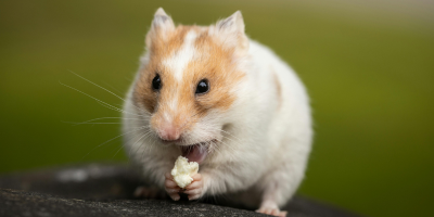 Противопаразитна грижа за гризачи