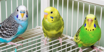 Аксесоари за птици