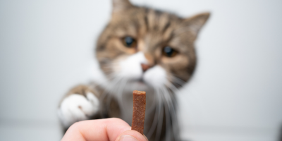 Витамини и добавки за котки