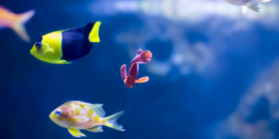 Хранилки за аквариум