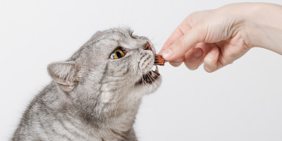 Лакомства за котки