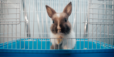 Клетки за гризачи